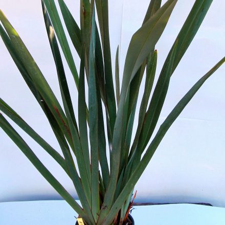 Phormium