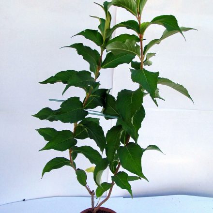 weigela